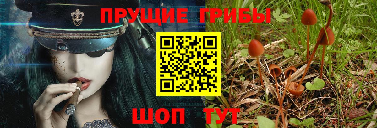 Псилоцибиновые грибы GOLDEN TEACHER  Вход с VPN  Нижнекамск  Псилоцибиновые грибы Psilocybine cubensis 